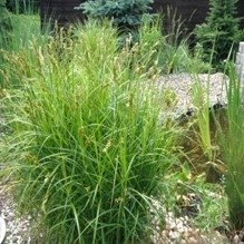 Turzyca palmowa Carex muskingumensis