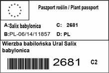 Wierzba babilońska Ural Salix babylonica