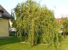 Wierzba płacząca Erythroflexuosa Salix sepulclaris
