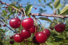 Wiśnia groniasta Ujfehertoi Prunus cerasus