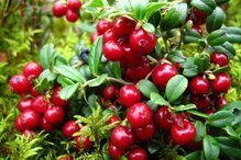 Żurawina wielkoowocowa Macro Hoves Vaccinium macrocarpon