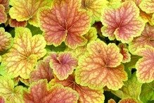 Żurawka Delta Dawn PBR Heuchera