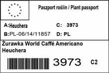 Żurawka World Caffé Americano Heuchera