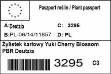 Żylistek karłowy Yuki Cherry Blossom PBR Deutzia