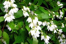 Żylistek wysmukły Nikko Deutzia gracilis